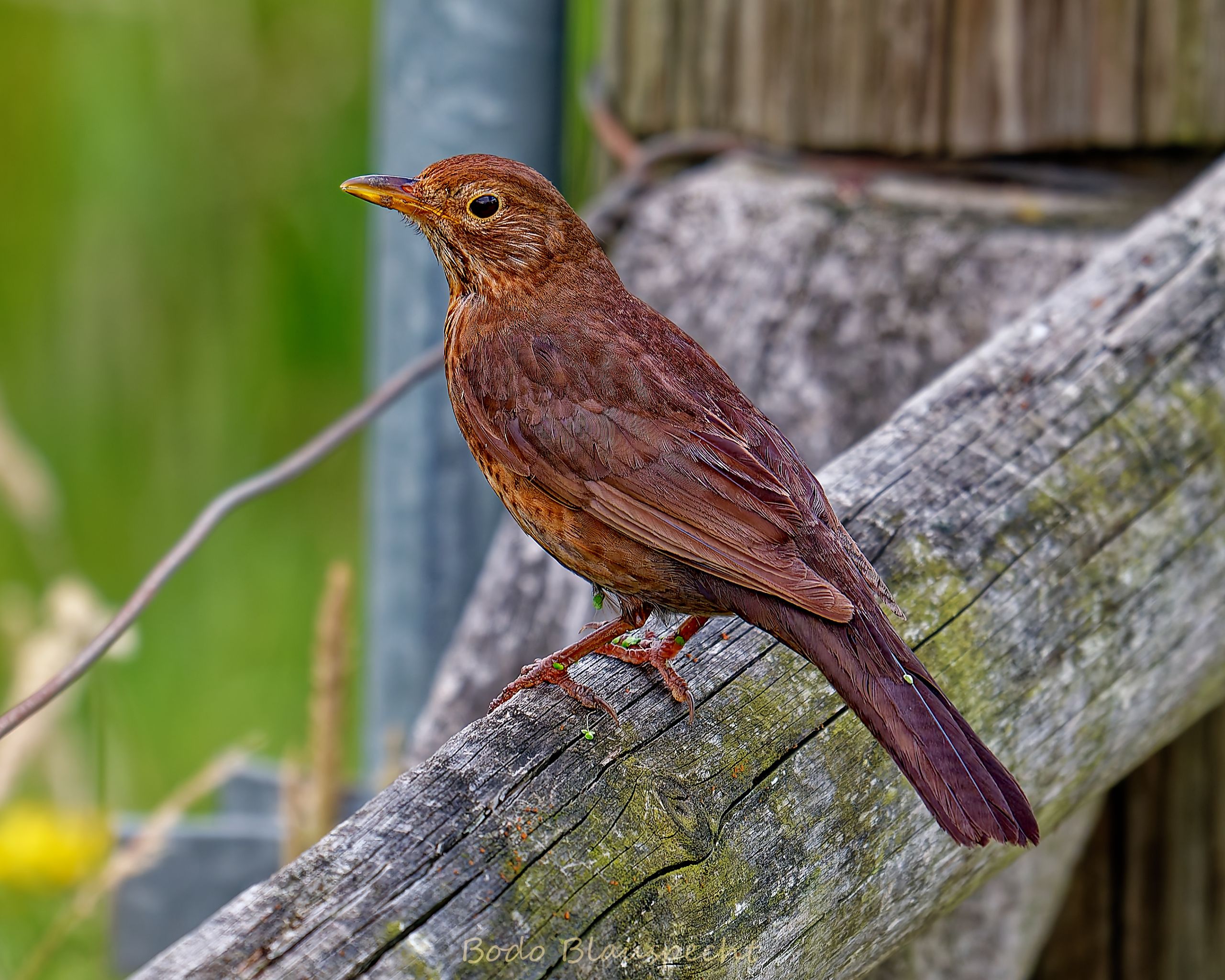 Amsel   Olfen   2024.07.10 18.08 08 HQ
